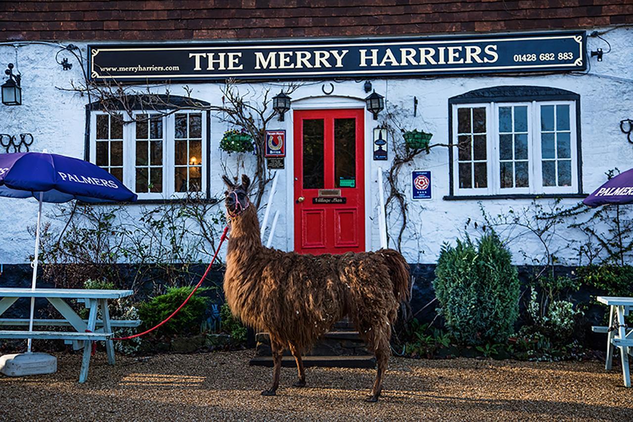 戈德尔明The Merry Harriers住宿加早餐旅馆 外观 照片